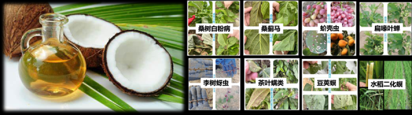 世界杯官方入口 自然身分也能护茶防虫？斯里兰卡茶农也招供的上海“卫士”，源自自然椰树