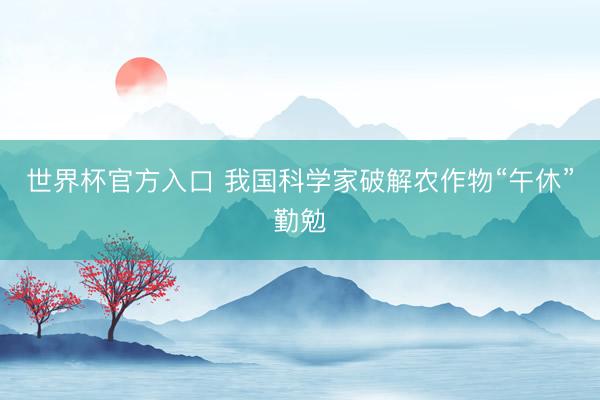 世界杯官方入口 我国科学家破解农作物“午休”勤勉